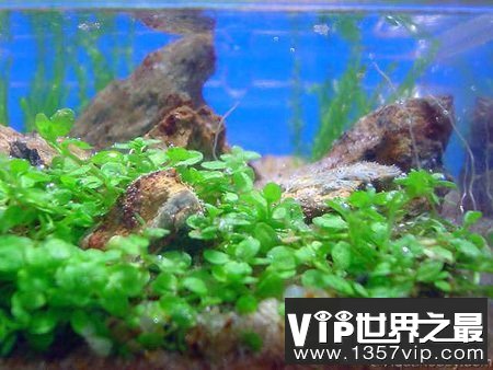 世界上最小的水族馆