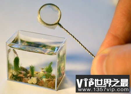 世界上最小的水族馆