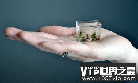世界上最小的水族馆