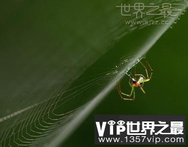 世界上最小的蜘蛛