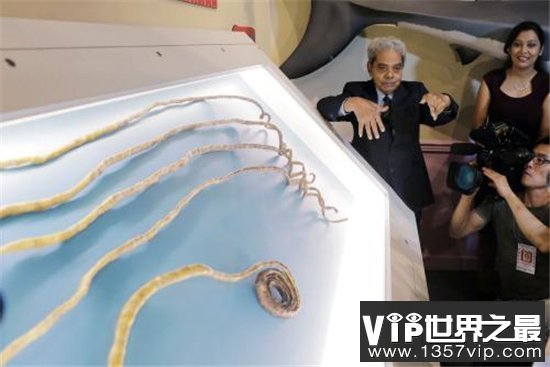世界最长指甲，全场9米多有一辆公交车那么长！