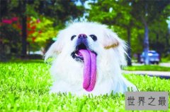 世界舌头最长狗，舌头竟然有十八厘米长