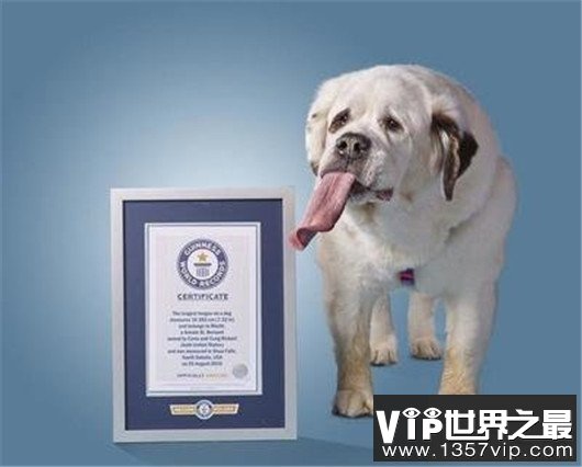 世界舌头最长狗，舌头竟然有十八厘米长