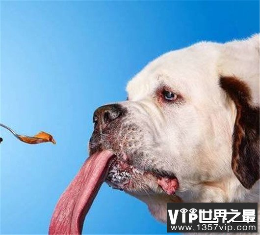世界舌头最长狗，舌头竟然有十八厘米长