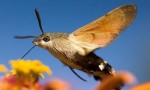 世界上长相最奇特的蛾，蜂鸟鹰蛾既像天蛾又像蜂鸟