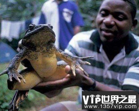 世界上最长的青蛙，可以长到一米长的喀麦隆巨蛙