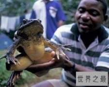 世界上最长的青蛙，可以长到一米长的喀