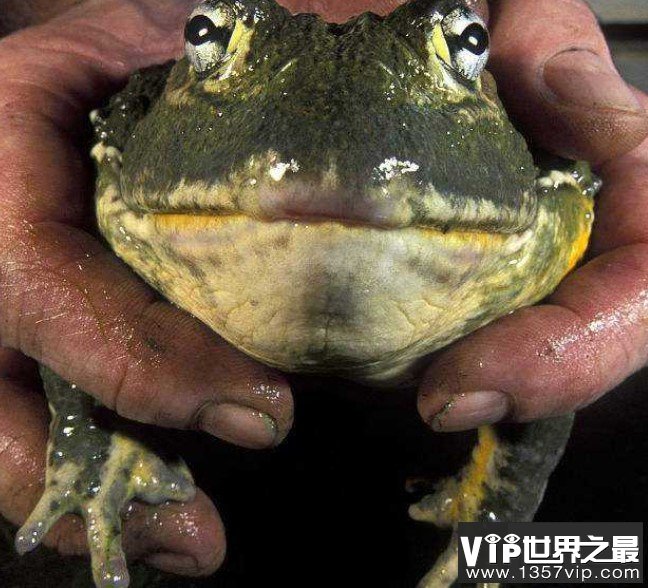 世界上最长的青蛙，可以长到一米长的喀麦隆巨蛙