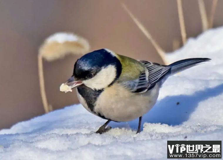 为了御寒越冬鸟类在冬季通常会 蚂蚁庄园11月24日答案