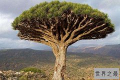 世界上寿命最长的树，被认为是龙血