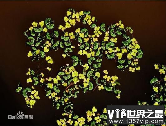 世界上最小的花