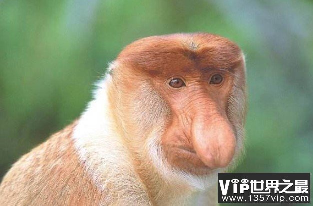 世界上鼻子最长的猴子，长度达8厘米，可悬垂到嘴边