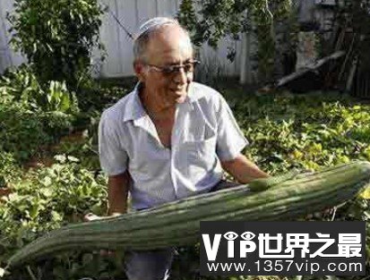 世界上最长的黄瓜，长达118厘米，纯绿色
