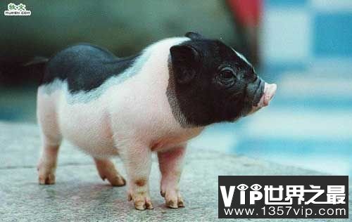 世界上最小的猪