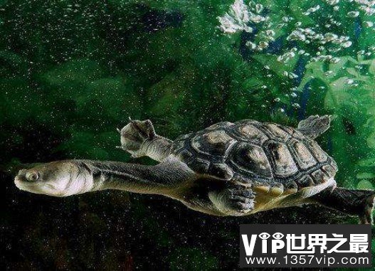世界上脖子最长的乌龟，巨蛇颈龟脖子比身体还长
