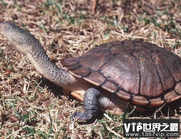 世界上脖子最长的乌龟，巨蛇颈龟脖子比身体还长