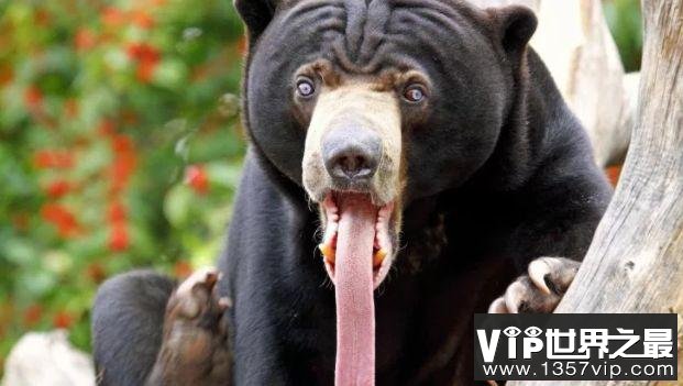 世界上最大的熊Top10 大熊猫全球第七！