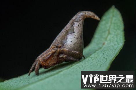 世界十大奇特新物种   千足虫有414条腿和4个生殖器