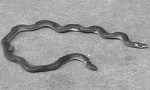 世界上长相最奇特的蛇，钝尾两头蛇长有前后两个脑袋