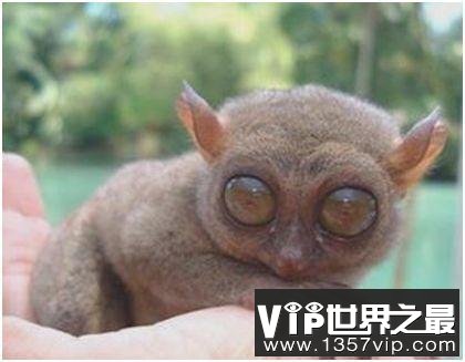 世界上眼睛最大的猴子，眼镜猴的眼睛直径超过1厘米