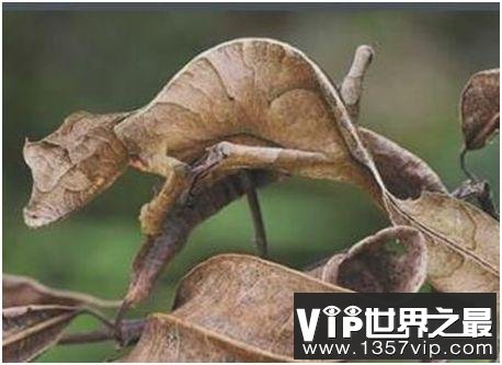 世界上最会伪装的蜥蜴，撒旦叶尾壁虎能完美模拟枯叶形态