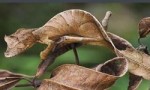 世界上最会伪装的蜥蜴，撒旦叶尾壁虎能完美模拟枯叶形态