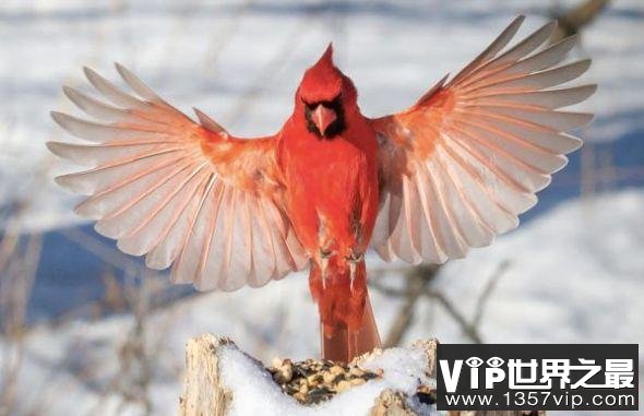 世界上最美的鸟 威氏极乐鸟的美全世界公认！