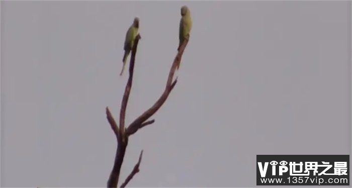 世界上最疯狂的鹦鹉：偷吃鸦片成瘾，每天在罂粟田里肆虐