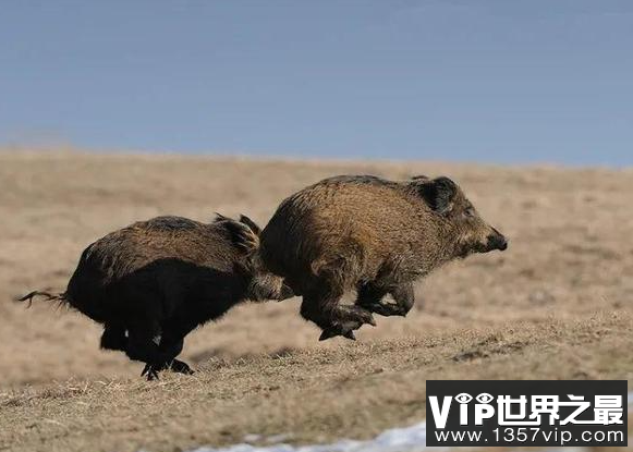 加拿大超级猪数量激增是怎么回事 超级猪是如何形成的