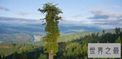 世界上生长最快的树，长到100米只需要几个月