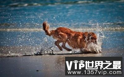 狗的唯美句子