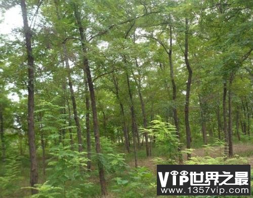 世界上生长最快的树，一年就可以长到6米高