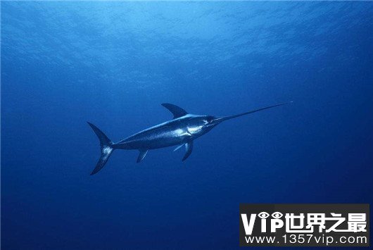 世界上游得最快的鱼，金枪鱼瞬时速度可达160km/h（却是被逼无奈）