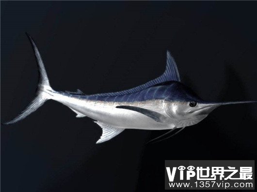 世界上游得最快的鱼，金枪鱼瞬时速度可达160km/h（却是被逼无奈）