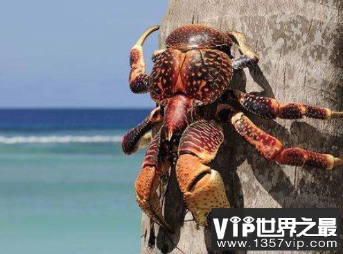世界上最大的陆生螃蟹，椰子蟹