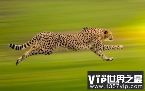 陆地上速度最快的十种动物，只有跑车能赶得上了！