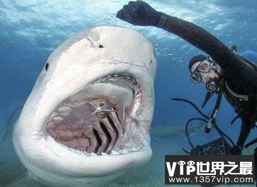 世界上最大的虎鲨，却被抓到它的人宰杀