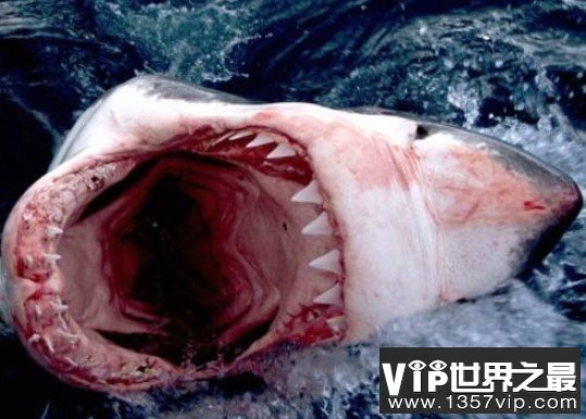 世界上最大的虎鲨，却被抓到它的人宰杀