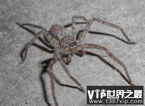 世界上最大的蜘蛛，蜢蜘张开爪子可达38厘米宽