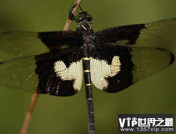 世界上最大的蜻蜓，可超过2英寸长，生有触角
