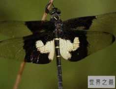 世界上最大的蜻蜓，可超过2英寸长，生有触角