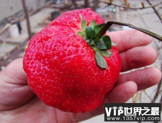 世界上最大的草莓，比人的拳头都还要大