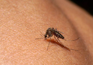 1亿3千万年前雄性蚊子也吸血 为什么蚊子