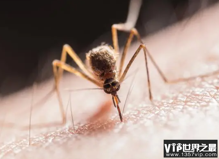 在寒冷的冬天蚊子也会冬眠吗 蚂蚁庄园11月18日答案