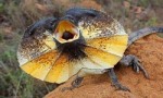 世界上最奇特的蜥蜴，伞蜥颈部长着伞状领圈，还能直立奔跑