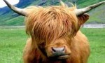 世界上最非主流的牛，高地牛头部毛发像
