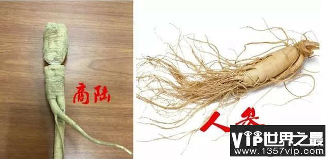 商陆和人参有什么区别 商陆是有毒的吗