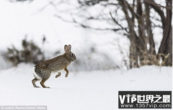 世界上最快的兔子
