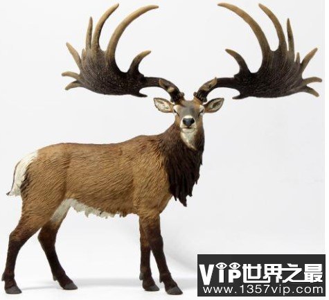 世界上最大的鹿，在大约7700年前就已经灭绝