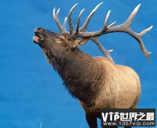 世界上最大的鹿，在大约7700年前就已经灭绝